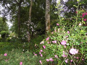 Paul himayan's musk éclaire cette partie de jardin et devrait coloniser d'ici 2 à 3 ans 3 bouleaux en ligne ....c'est un géant  !!!