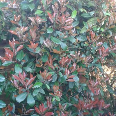 Photinia