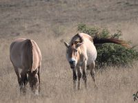 Septembre sur le causse Mejean