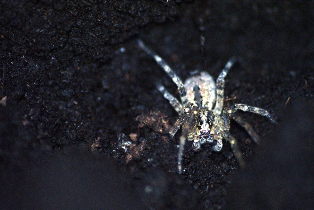 Photos d'insectes et d'araignées généralement en macro