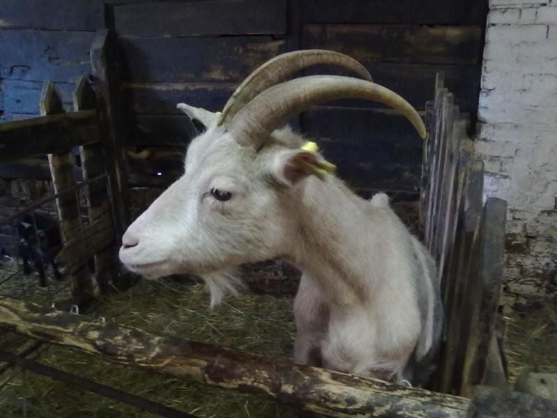 Partagez avec nous quelques-unes sorties réalisées cette année : Le bois de Creuse, la ferme d'antan, le parc de Thoiry, le voyage à Canterbury en Angleterre...