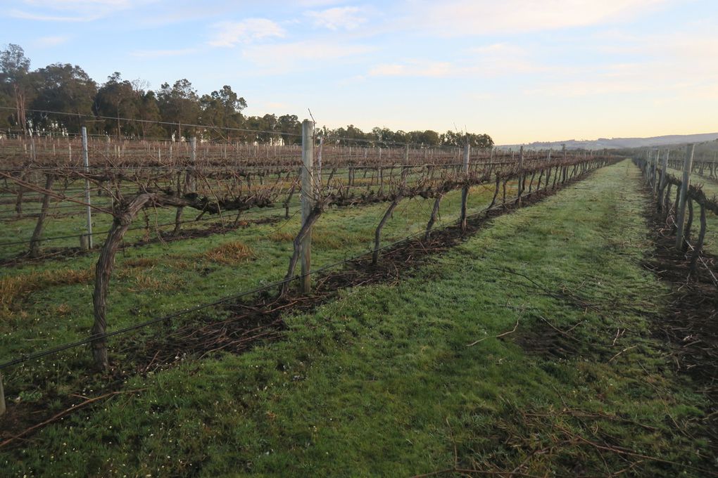 Le vignoble. 