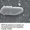 Detección de bacterias mediante nanoparticulas bioconjugadas