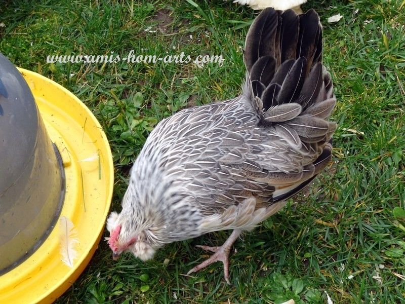 VOUS AVEZ DIT &quot;POULES&quot; ? &quot;OEUFS&quot; AUSSI ! N°2