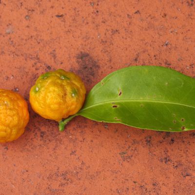 546 - Citrus depressa shikuwasa - plante de l'année 2023