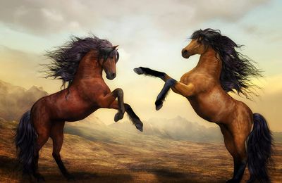 The beautiful Horses