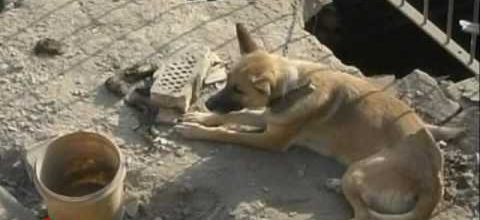 Un chien rescapé a Bagdad.