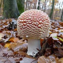 Amanita muscaria, l'Amanite tue-mouches.