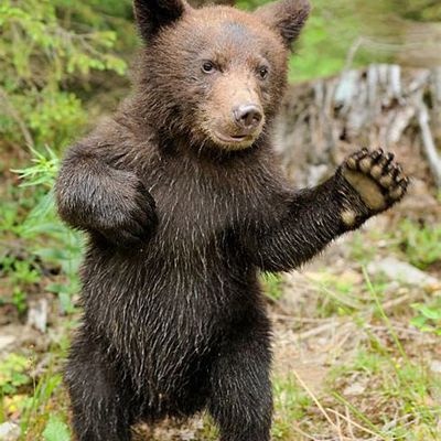 TRICOT : un ours facile
