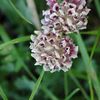 vercors fleuri fleurette