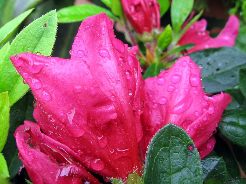 Photos diverses de fleurs et plantes de mon jardin, pour la plupart... en toutes saisons.