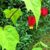 Abutilon