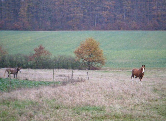 automne 2010 photos cheval au pré, chevaux dans la brume, cheval et chat, cheval au pré à l'automne, poulain, alimentation du cheval....