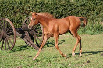 Album - poulains d'Europe's Padron - Europe's Padron foals 