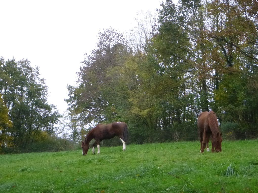 monte en amazone Chantilly écuyère