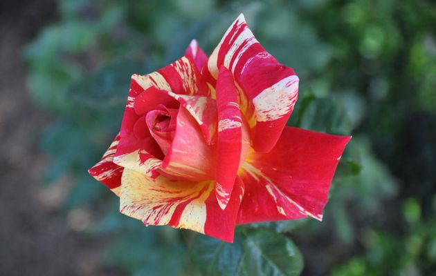 Six-Fours/Jardin du Cygne : La Rose, Reine des Fleurs