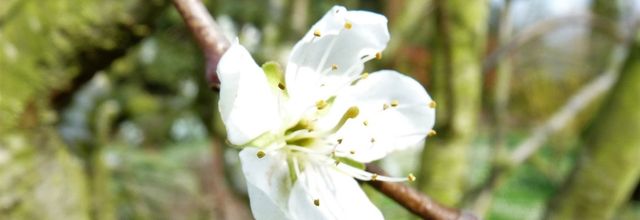 L'instant du haïku : fleur de prunier.