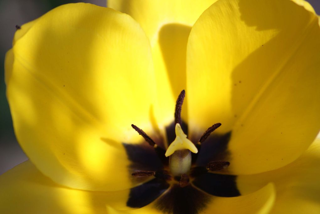 Fleurs de printemps de mon jardin ou des jardins de mes amies...