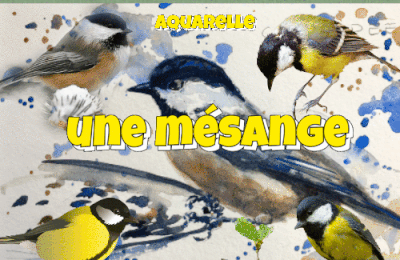 Dessin et peinture - vidéo 4476: Comment peindre une mésange noire ou charbonnière ? - aquarelle.