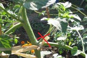 Débat : faut-il tailler les plants de  tomates ?