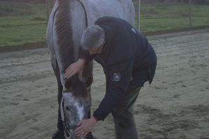 Stage ACTEF enseignants : 14/15 décembre 2015 : jour 1 lundi 14 après midi, cession pratique à cheval, travail à pieds avec Téodore Sawicki