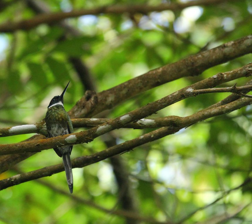 Colibris