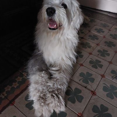 26 août : Journée mondiale du Chien