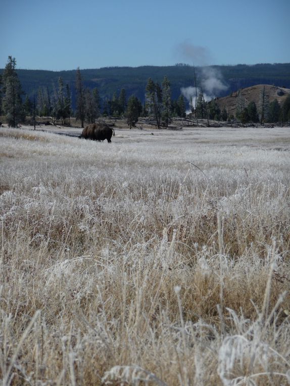 Album - 15.Yellowstone (Wyoming-octobre)