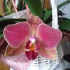 mon orchidee a refleuri