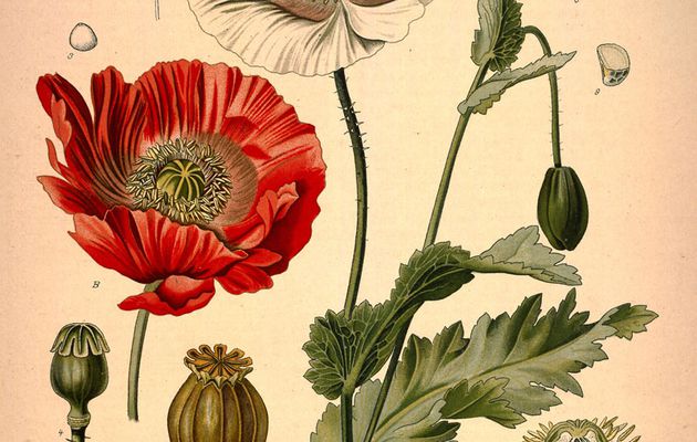 Gentil coquelicot, mesdames