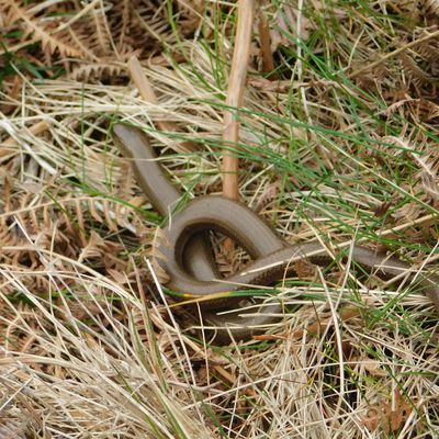 Un orvet à Saoutenet