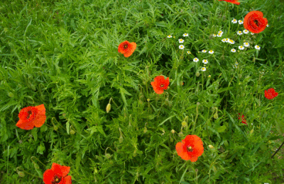 coquelicots et compagnie