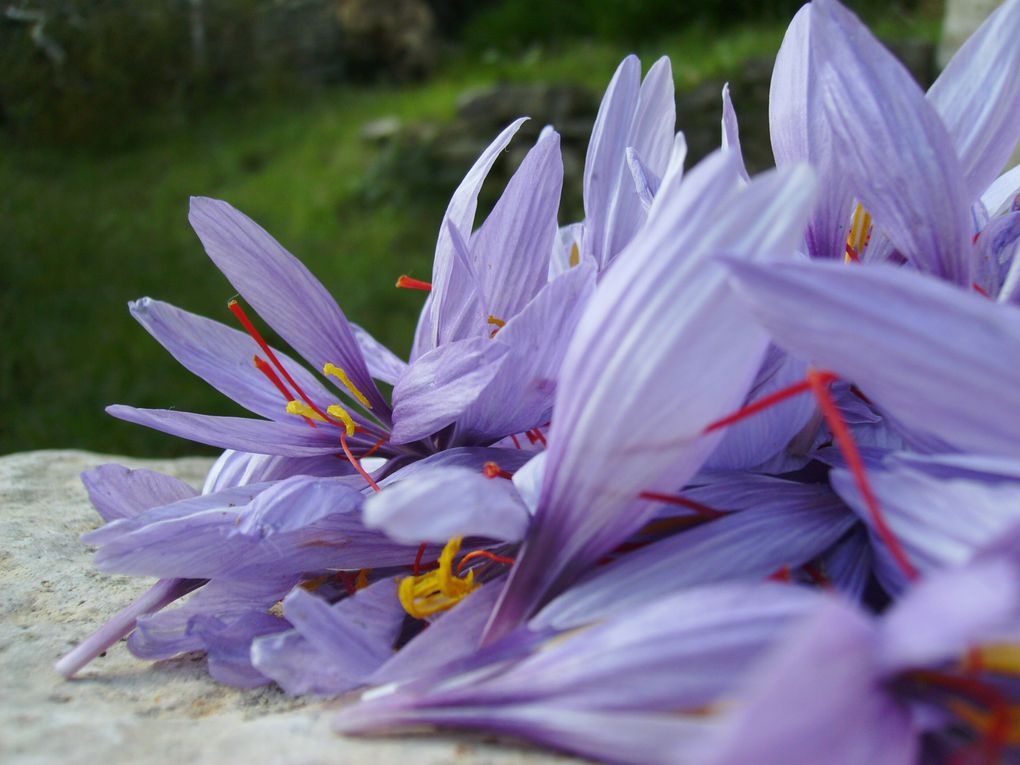 Voici les premières fleurs de safran que nous avons récoltées cette semaine. Depuis mercredi 17 novembre, elles arrivent chaque matin par dizaines.