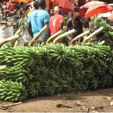 Les révisions proposées au projet de loi sur la biosécurité de l'Ouganda nuisent aux petits agriculteurs