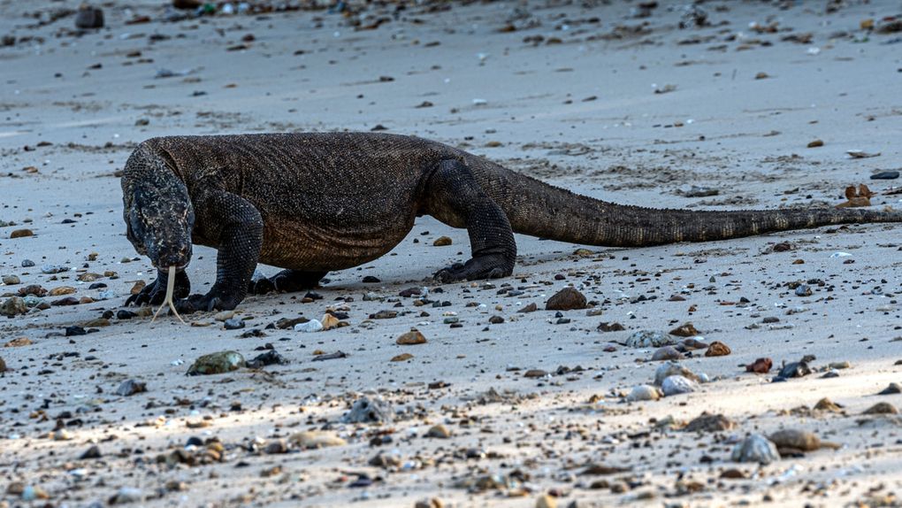 Recherche des varans sur l'île de Komodo.