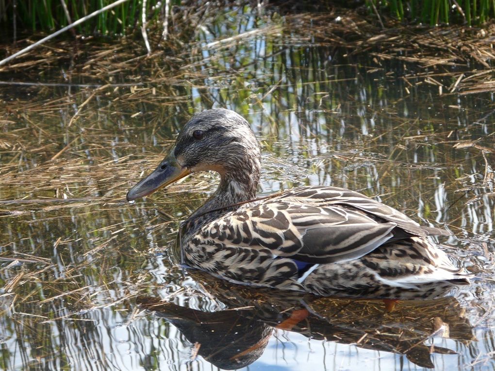 quelques habitants du parc ornithologique du Teich, sur le bassin d'Arcachon