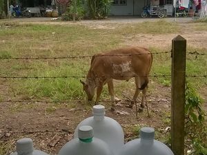 Les vaches du voisin