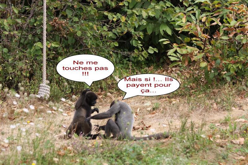 Album - HUMOUR-DE-SINGE