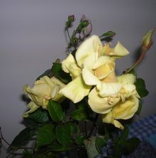 mes roses préférées