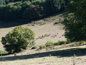 Le sentier du Fayet à La Salvetat-sur-Agout 11 Sep 2022