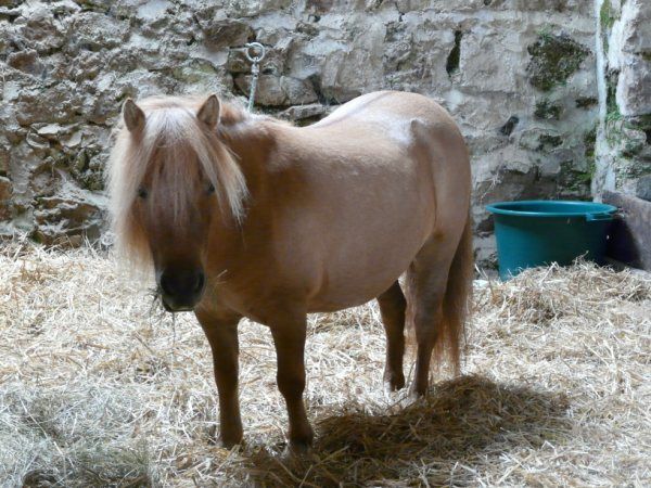 Ponette crème dun, 87cm, excellente origines. Quelle classe!