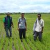 Field visit of the SRI Pink rice operation in Amparafaravola on Feb 18 and 19, 2009
