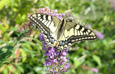  Machaon - Papilio machaon