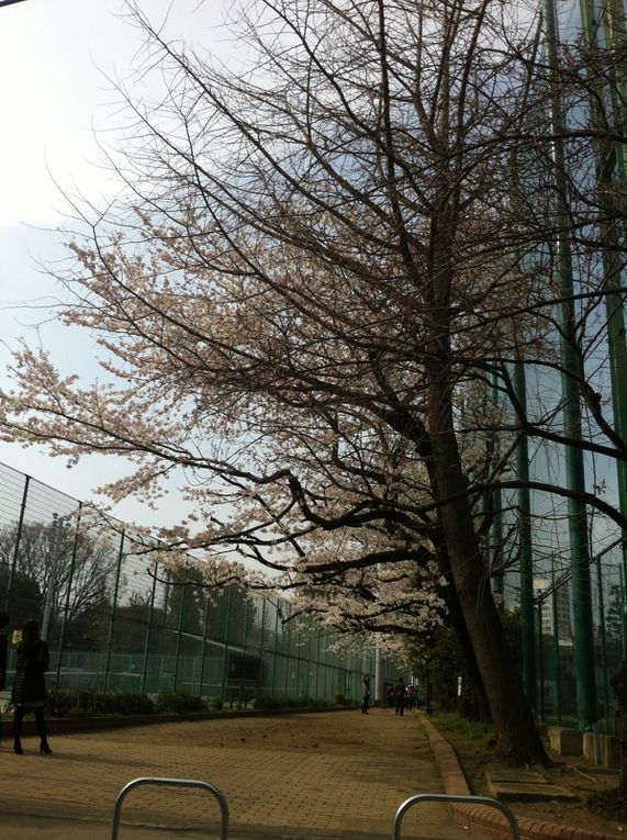 Le parc mémorial d'Arisugawa-no-miya (有栖川宮記念公園, Arisugawa Miya Kinen Kōen?) situé dans l'arrondissement de Minato à Tokyo.　Pour savoir plus de détails, voir le lien suivant. http://fr.wikipedia.org/wiki/Parc_mémorial_d'Arisuga