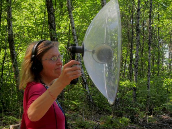 A l'écoute de la forêt