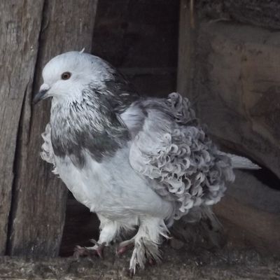 un nouveau pigeon et nouveaux nés