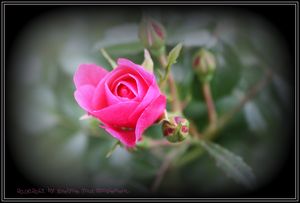 La vie en Rose..