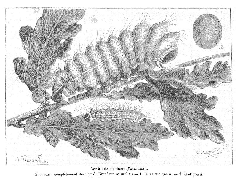 Dessins extraits de la revue Nature 1873