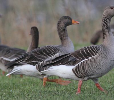 La LPO obtient la suspension du braconnage des oies