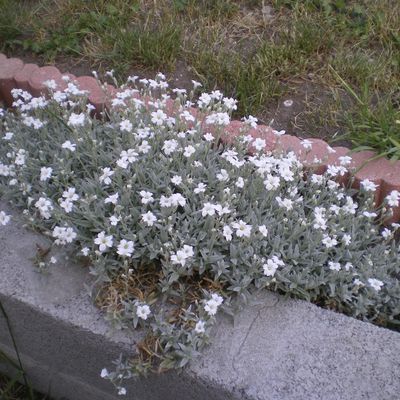 Quelques photos des fleurs de mon jardin...du printemps...